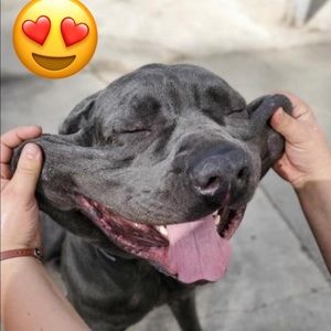 Meet your Posher, Dylan